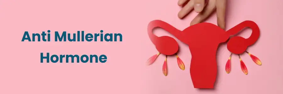 Anti Mullerian Hormone