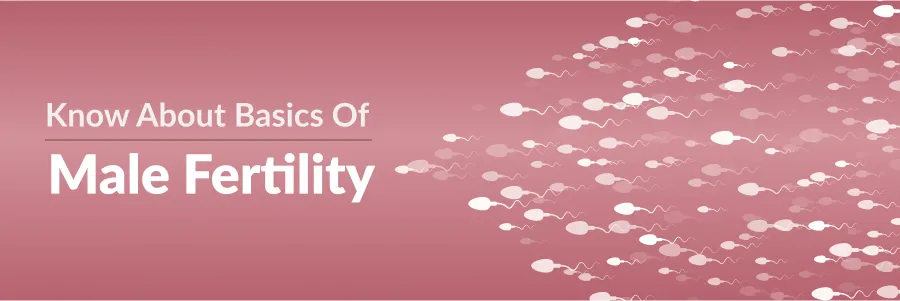 Basics Male Fertility