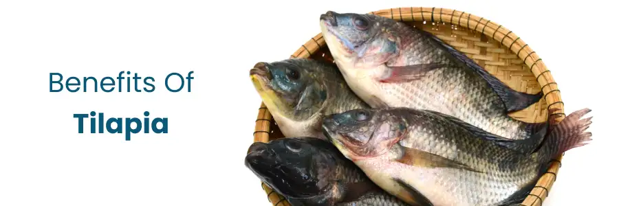 health benefits of tilapia