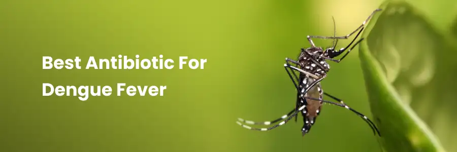 Best Antibiotic For Dengue Fever