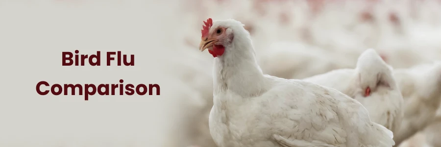 Bird Flu vs. Seasonal Flu: A Comparative Analysis