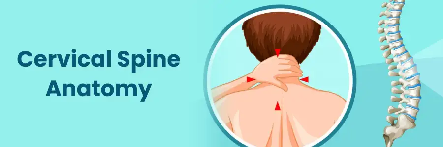 Cervical Spine Anatomy