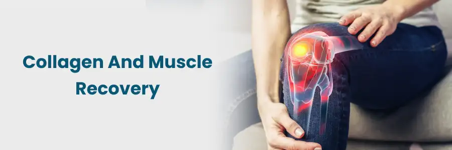 Collagen for Muscle Recovery: Key Insights