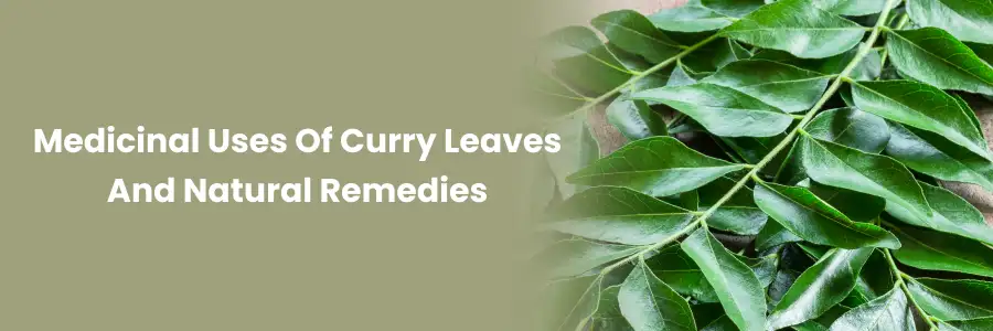 "Curry Leaves: Medicinal Uses & Remedies"