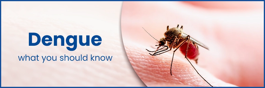 Dengue - what you should know