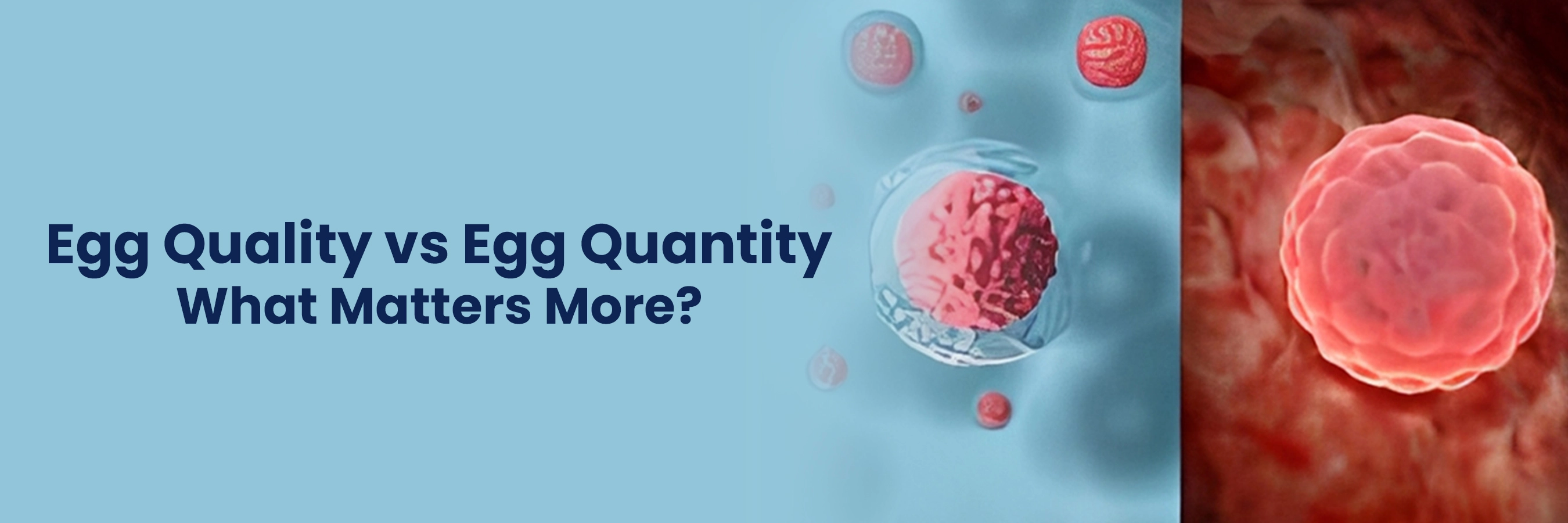 Egg quality vs egg quantity for fertility