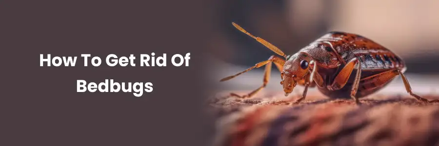 How to Get Rid of Bedbugs
