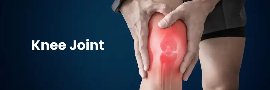 Knee Joint