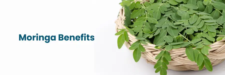 Boost Immunity with Moringa Leaf Benefits