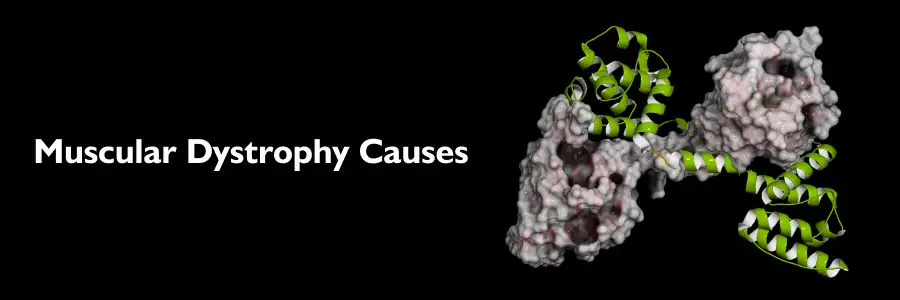 Muscular Dystrophy Causes
