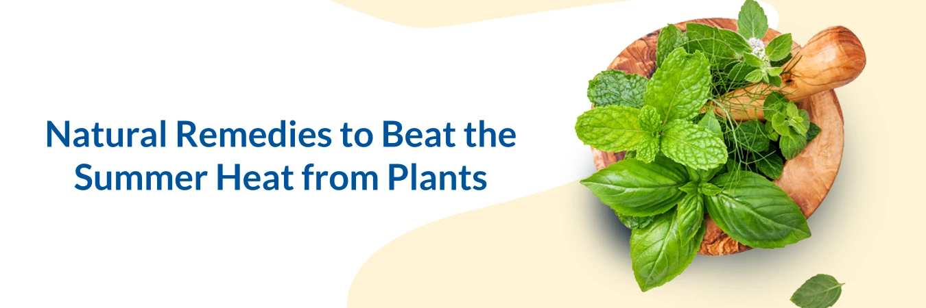 Best Natural Foods to Beat The Summer Heat