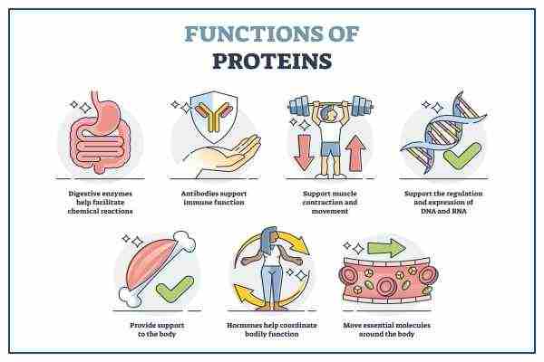 protein-and-its-benefits