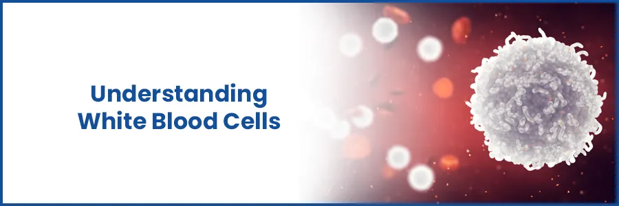 Understanding White Blood Cells: What They Are and Why They Matter