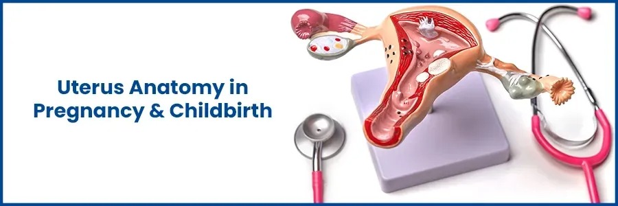 uterus anatomy pregnancy childbirth