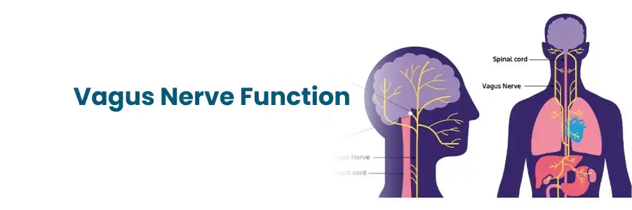 Vagus Nerve Function