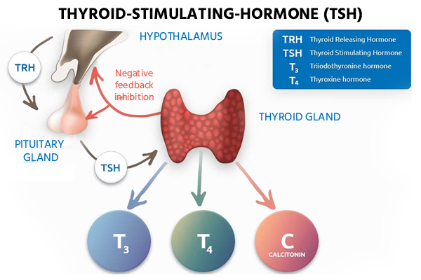 thyroid stimulating hormone test