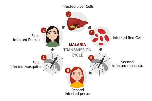 Malaria Transmission