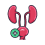 View detail for 
                Pediatric Urology