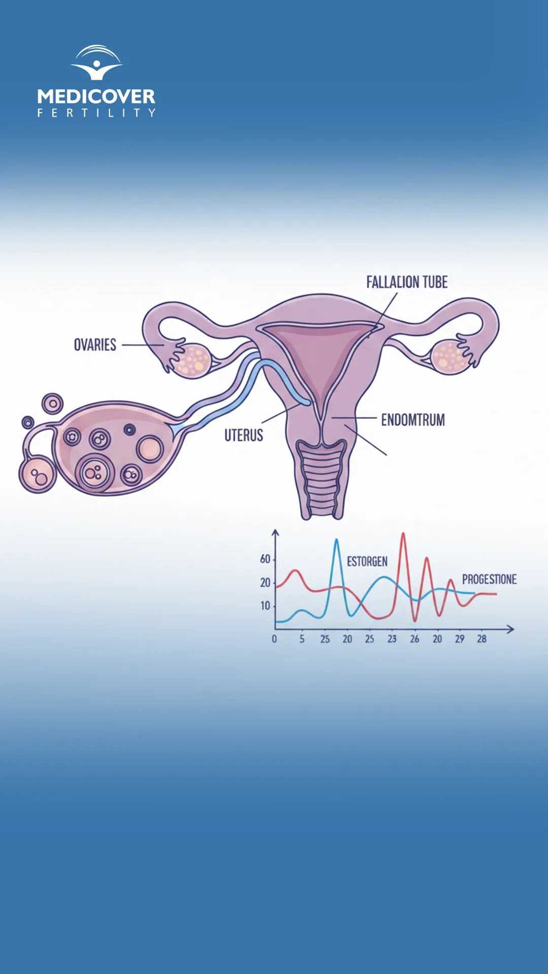 Ovulation induction fertility treatment process